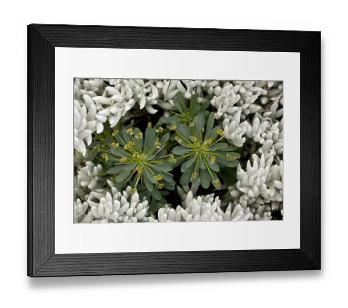 Framed Print : Spurge (Euphorbia multifolia) flowering, growing amongst Woolly Senecio (Senecio haworthii) leaves, South Africa Framed Print : Spurge (Euphorbia multifolia) flowering, growing amongst Woolly Senecio (Senecio haworthii) leaves, South Africa