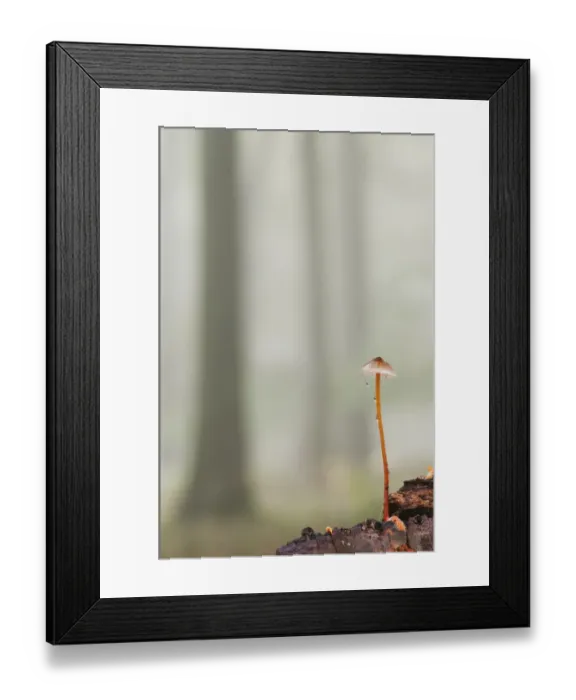 Framed Print : Saffrondrop Bonnet (Mycena crocata) fruiting body, growing in misty beechwood, Kings Wood, Challock, North Downs, Kent Framed Print : Saffrondrop Bonnet (Mycena crocata) fruiting body, growing in misty beechwood, Kings Wood, Challock, North Downs, Kent