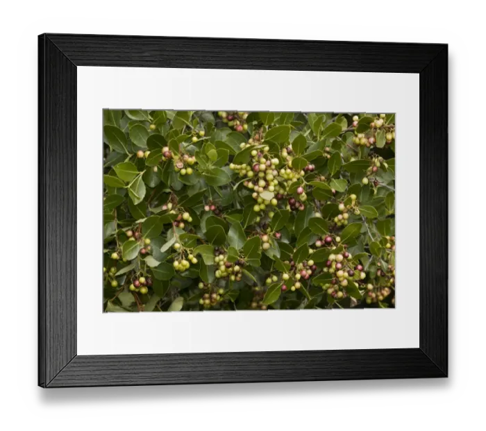 Framed Print : Cape Saffron (Cassine peragua) close-up of fruit and leaves, South Africa, August Framed Print : Cape Saffron (Cassine peragua) close-up of fruit and leaves, South Africa, August