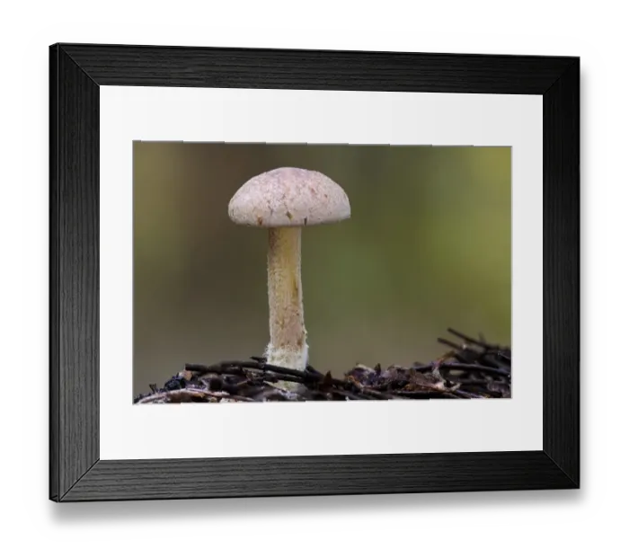 Framed Print : Wood Woolly-foot (Gymnopus peronatus) fruiting body, showing hairy base to stipe from which it gets name, Clumber Park Framed Print : Wood Woolly-foot (Gymnopus peronatus) fruiting body, showing hairy base to stipe from which it gets name, Clumber Park