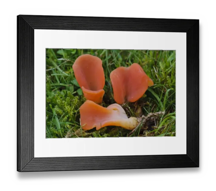Framed Print : Salmon Salad Fungus (Guepinia helvelloides) fruiting bodies, growing at edge of grassy footpath, Clumber Park Framed Print : Salmon Salad Fungus (Guepinia helvelloides) fruiting bodies, growing at edge of grassy footpath, Clumber Park