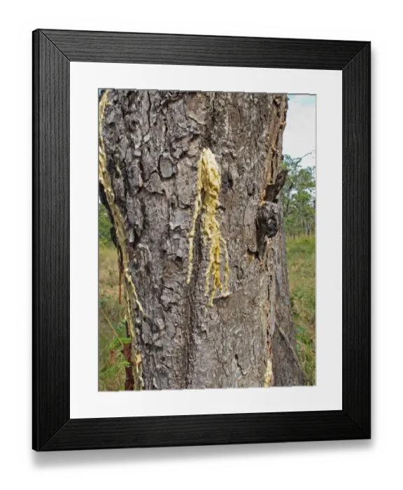 Framed Print : Hairy-leafed Apitong (Dipterocarpus alatus) close-up of trunk, with resin escaping naturally, Prey Veng, Cambodia Framed Print : Hairy-leafed Apitong (Dipterocarpus alatus) close-up of trunk, with resin escaping naturally, Prey Veng, Cambodia
