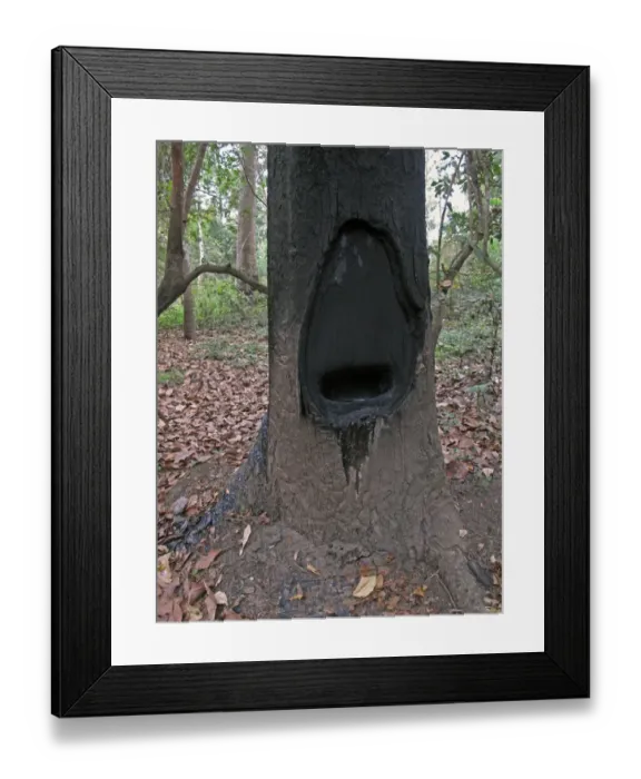 Framed Print : Hairy-leafed Apitong (Dipterocarpus alatus) close-up of trunk, with fire hole cut into trunk for burning out resin
