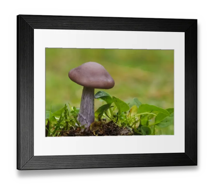 Framed Print : Flesh-brown blewit (Lepista sordida) fruiting body, Clumber Park, Nottinghamshire, England, October Framed Print : Flesh-brown blewit (Lepista sordida) fruiting body, Clumber Park, Nottinghamshire, England, October