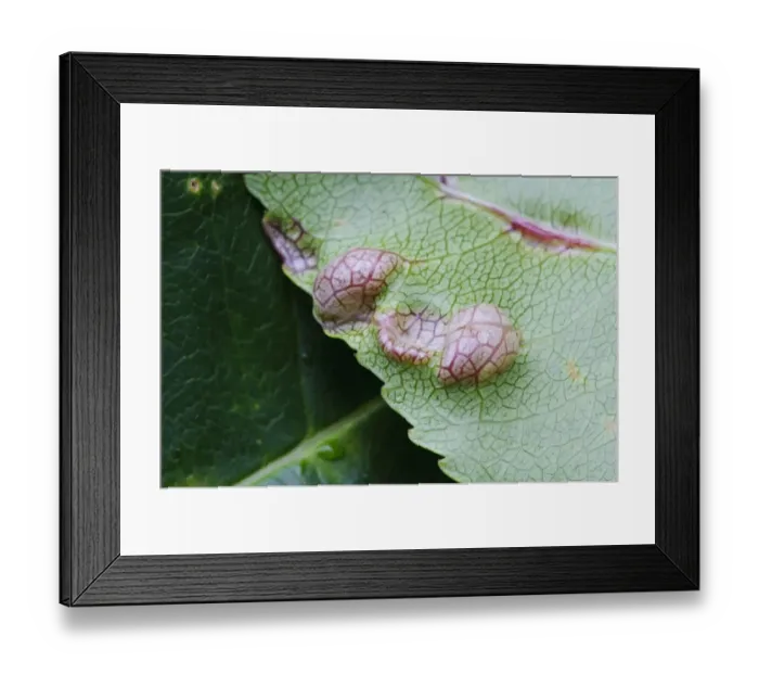Framed Print : Fungus (Taphrina sp. ) gall, abnormal outgrowth on underside of diseased leaf, Clumber Park, Nottinghamshire, England Framed Print : Fungus (Taphrina sp. ) gall, abnormal outgrowth on underside of diseased leaf, Clumber Park, Nottinghamshire, England