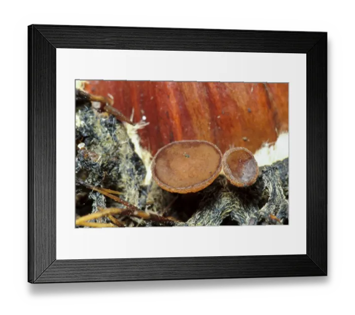 Framed Print : Cup Fungus (Rutstroemia echinophila) fruiting bodies, growing on husk of fallen Sweet Chestnut (Castanea sativa) fruit Framed Print : Cup Fungus (Rutstroemia echinophila) fruiting bodies, growing on husk of fallen Sweet Chestnut (Castanea sativa) fruit