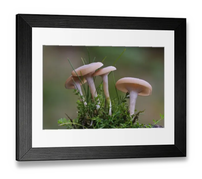 Framed Print : Funnel Cap (Clitocybe metachroa) four fruiting bodies, Clumber Park, Nottinghamshire, England, October Framed Print : Funnel Cap (Clitocybe metachroa) four fruiting bodies, Clumber Park, Nottinghamshire, England, October