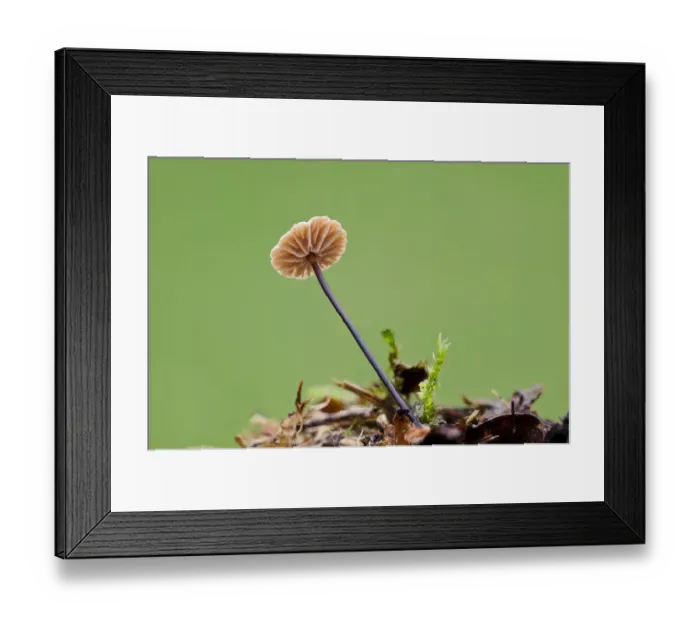 Framed Print : Horsehair Parachute (Marasmius androsaceus) fruiting body, underside showing gills, growing from dead leaf Framed Print : Horsehair Parachute (Marasmius androsaceus) fruiting body, underside showing gills, growing from dead leaf