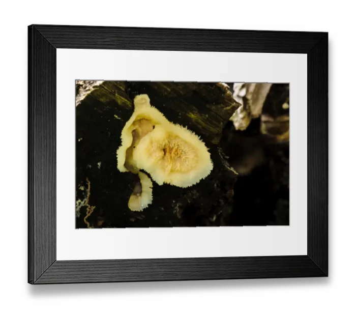 Framed Print : Jelly Rot Fungus (Phlebia tremellosa) fruiting body, growing on decaying wood, Clumber Park, Nottinghamshire, England Framed Print : Jelly Rot Fungus (Phlebia tremellosa) fruiting body, growing on decaying wood, Clumber Park, Nottinghamshire, England