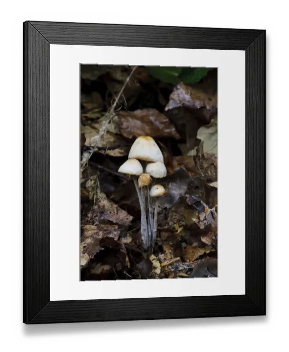 Framed Print : Clustered Toughshank (Collybia confluens) fruiting bodies, growing amongst leaf litter, Clumber Park, Nottinghamshire Framed Print : Clustered Toughshank (Collybia confluens) fruiting bodies, growing amongst leaf litter, Clumber Park, Nottinghamshire