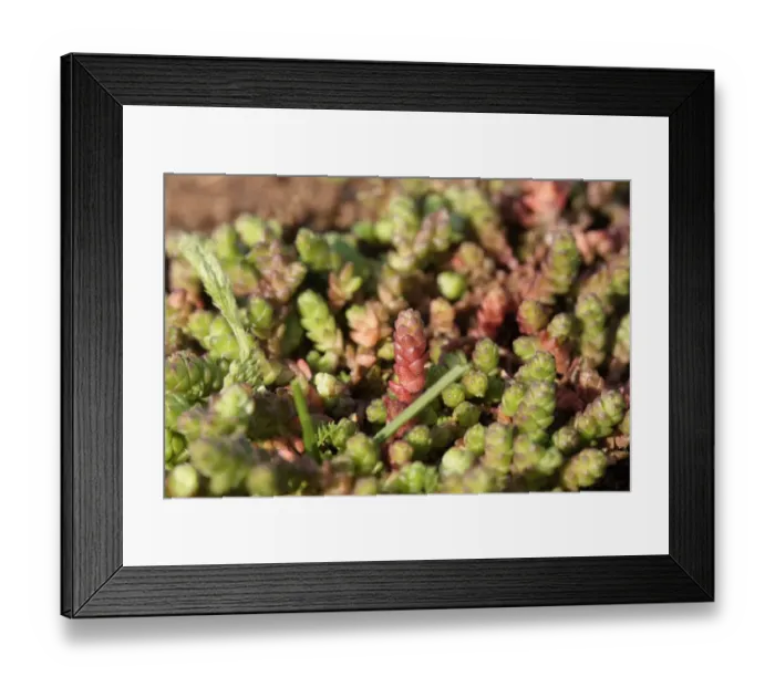 Framed Print : Mossy Stonecrop (Crassula tillaea) introduced species, new and mature growth, Tuddenham St Framed Print : Mossy Stonecrop (Crassula tillaea) introduced species, new and mature growth, Tuddenham St