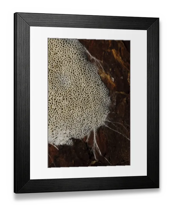 Framed Print : Fungus (Trechispora hymenocystis) spreading over dead wood with fungal hyphae around margins, Clumber Park