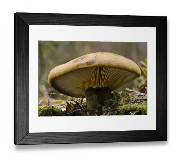 Framed Print : Velvet Roll-rim (Tapinella atrotomentosa) fruiting body, Clumber Park, Nottinghamshire, England, October Framed Print : Velvet Roll-rim (Tapinella atrotomentosa) fruiting body, Clumber Park, Nottinghamshire, England, October