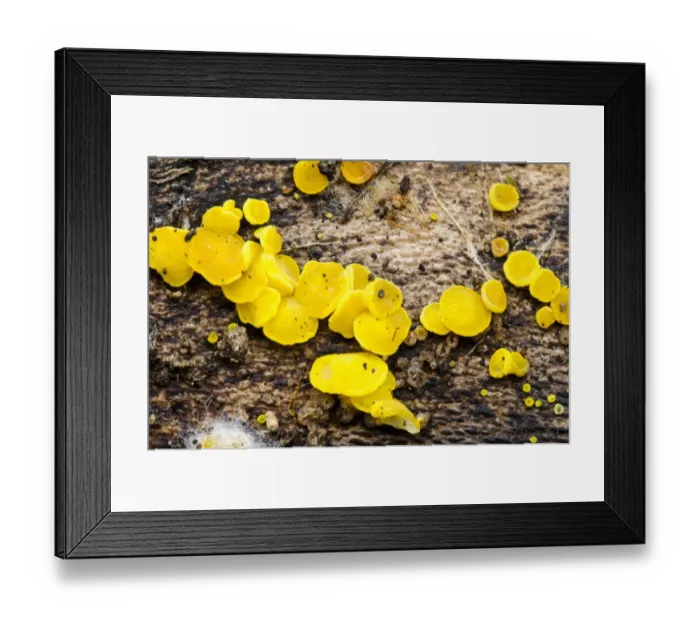 Framed Print : Sulphur Disco (Bisporella sulfurina) fruiting bodies, growing on dead wood, with fungal hyphae visible at lower left
