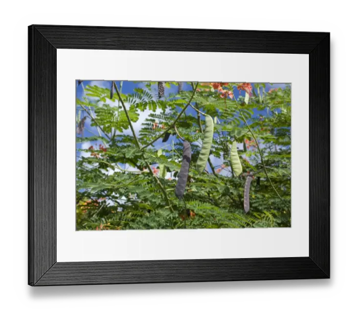 Framed Print : Pride of Barbados (Caesalpinia pulcherrima) close-up of seedpods, Grenada, Grenadines, Windward Islands Framed Print : Pride of Barbados (Caesalpinia pulcherrima) close-up of seedpods, Grenada, Grenadines, Windward Islands