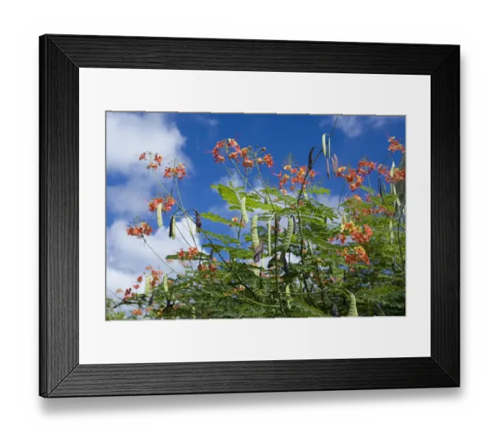 Framed Print : Pride of Barbados (Caesalpinia pulcherrima) flowers and seedpods, Grenada, Grenadines, Windward Islands Framed Print : Pride of Barbados (Caesalpinia pulcherrima) flowers and seedpods, Grenada, Grenadines, Windward Islands