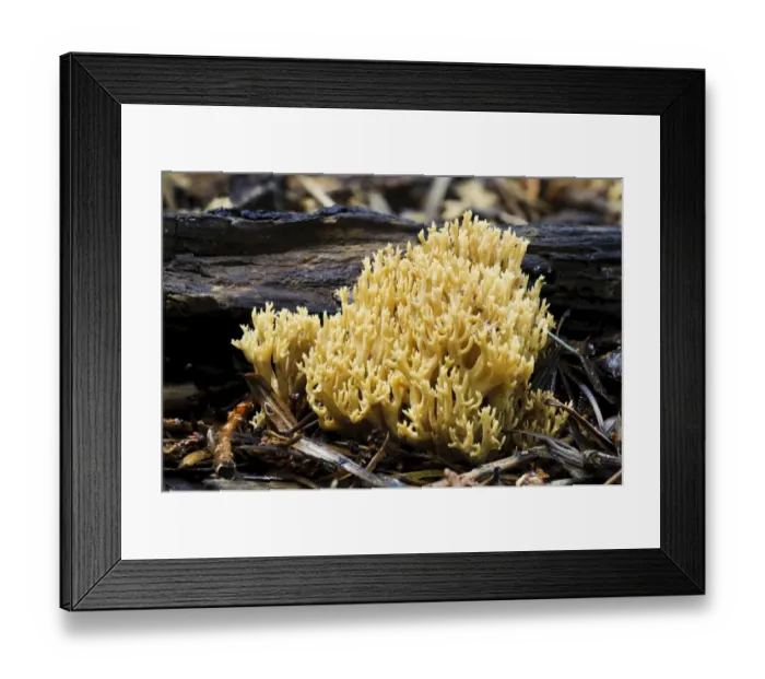 Framed Print : Upright Coral Fungus (Ramaria stricta) fruiting body, growing on decaying twigs, Sir Harold Hillier Gardens, Romsey Framed Print : Upright Coral Fungus (Ramaria stricta) fruiting body, growing on decaying twigs, Sir Harold Hillier Gardens, Romsey