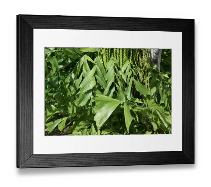 Framed Print : Solitary Fishtail Palm (Caryota urens) close-up of leaves, Grenada, Grenadines, Windward Islands, Lesser Antilles Framed Print : Solitary Fishtail Palm (Caryota urens) close-up of leaves, Grenada, Grenadines, Windward Islands, Lesser Antilles