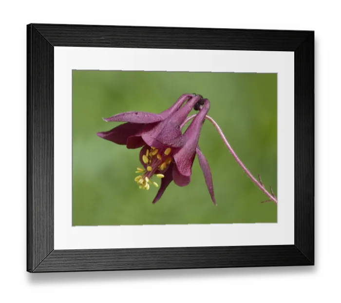 Framed Print : Dark Columbine (Aquilegia atrata) close-up of flower, growing in alpine meadow, Dolomites, Italian Alps, Italy, June Framed Print : Dark Columbine (Aquilegia atrata) close-up of flower, growing in alpine meadow, Dolomites, Italian Alps, Italy, June
