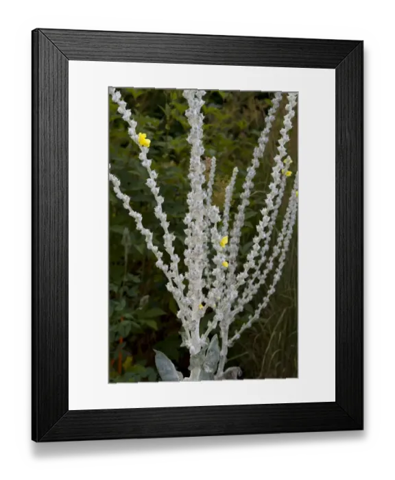 Framed Print : Greek Mullein (Verbascum olympicum) flowers and felted stems, in garden, Ottawa, Ontario, Canada, July Framed Print : Greek Mullein (Verbascum olympicum) flowers and felted stems, in garden, Ottawa, Ontario, Canada, July
