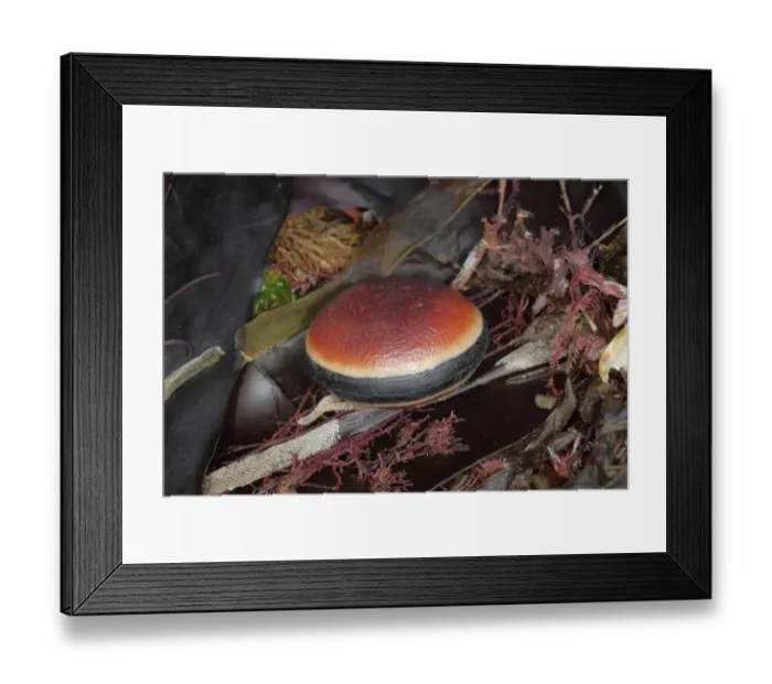 Framed Print : Gold Jade Vine (Mucuna sloanei) Hamburger Bean sea bean, seed washed up on beach strandline, Cornwall, England, August Framed Print : Gold Jade Vine (Mucuna sloanei) Hamburger Bean sea bean, seed washed up on beach strandline, Cornwall, England, August