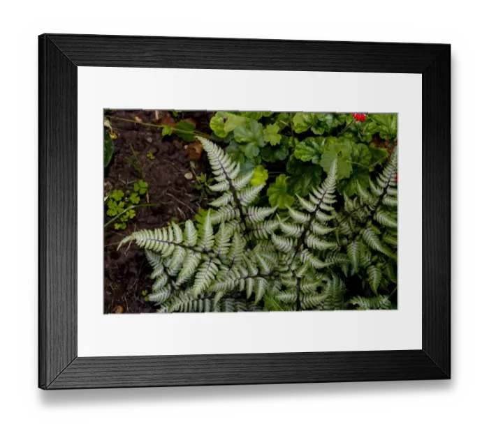 Framed Print : Japanese Painted Fern (Athyrium nipponicum) Pictum, close-up of fronds, growing in garden, Ottawa, Ontario, Canada Framed Print : Japanese Painted Fern (Athyrium nipponicum) Pictum, close-up of fronds, growing in garden, Ottawa, Ontario, Canada