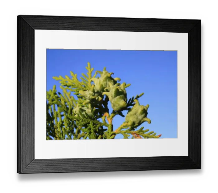 Framed Print : Biota (Platycladus orientalis) close-up of fruit, in garden, Suffolk, England, September