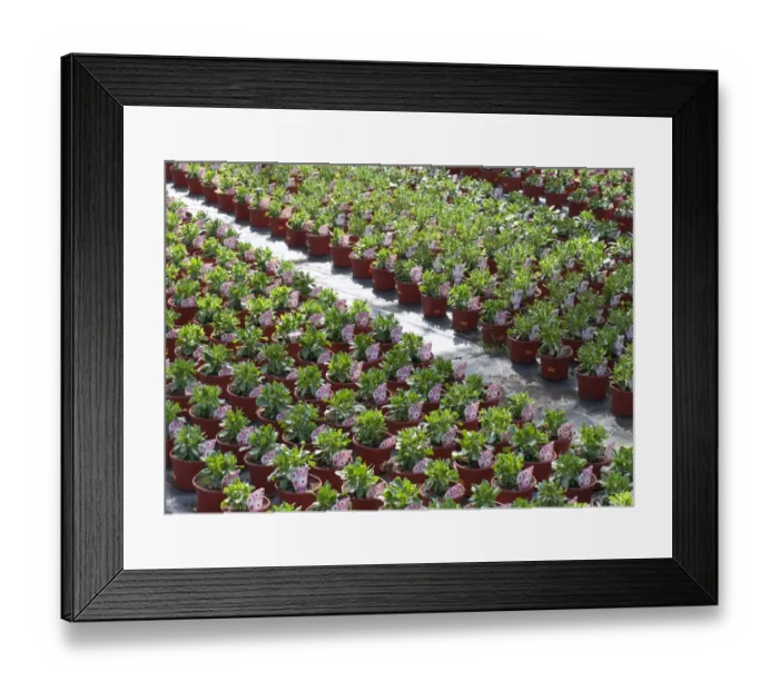 Framed Print : Cultivated Cape Daisy (Osteospermum ecklonis) Summertime Pink Charme, rows of potted plants in nursery, Norfolk