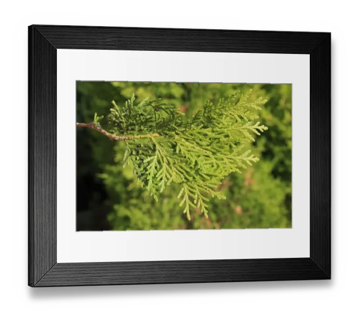 Framed Print : Biota (Platycladus orientalis) close-up of leaves, in garden, Suffolk, England, September Framed Print : Biota (Platycladus orientalis) close-up of leaves, in garden, Suffolk, England, September