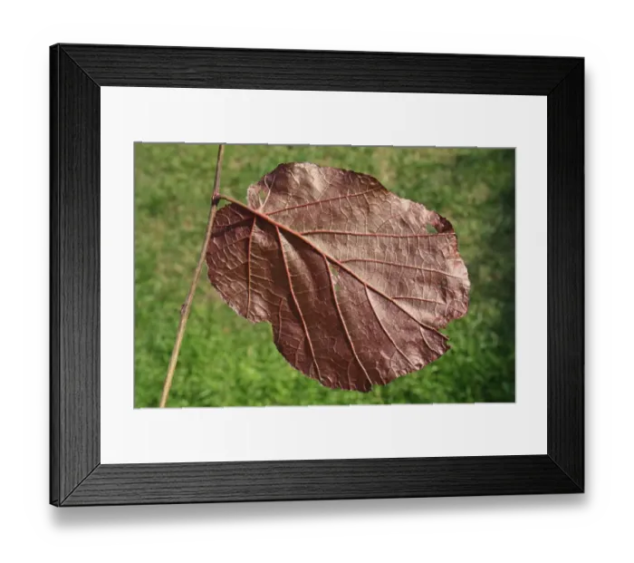 Framed Print : Filbert (Corylus maxima) Purpurea, close-up of leaf underside, in garden, Suffolk, England, August