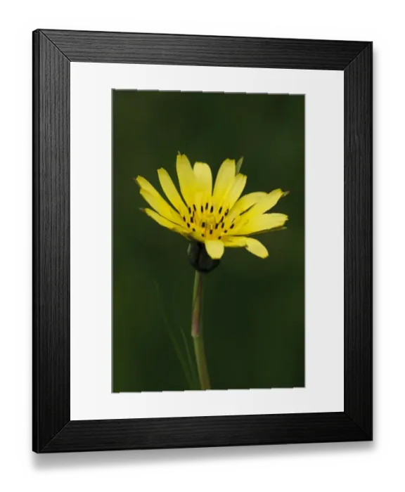 Framed Print : Beaked Hawksbeard (Crepis vesicaria) close-up of flower, Bexley, Kent, England, May Framed Print : Beaked Hawksbeard (Crepis vesicaria) close-up of flower, Bexley, Kent, England, May