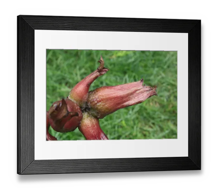 Framed Print : Filbert (Corylus maxima) Purpurea, close-up of fruit, nut enclosed with tubular involucre, in garden, Suffolk, England Framed Print : Filbert (Corylus maxima) Purpurea, close-up of fruit, nut enclosed with tubular involucre, in garden, Suffolk, England