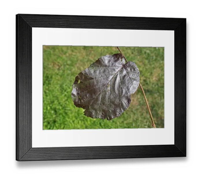 Framed Print : Filbert (Corylus maxima) Purpurea, close-up of leaf, in garden, Suffolk, England, August Framed Print : Filbert (Corylus maxima) Purpurea, close-up of leaf, in garden, Suffolk, England, August