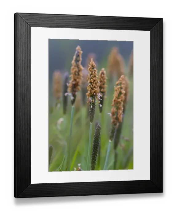 Framed Print : Marsh Foxtail (Alopecurus geniculatus) flowering, Powys, Wales, June Framed Print : Marsh Foxtail (Alopecurus geniculatus) flowering, Powys, Wales, June