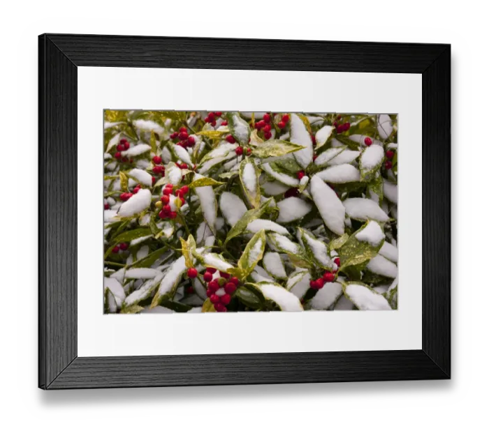 Framed Print : Spotted Laurel (Aucuba japonica) Variegata, close-up of leaves and berries, covered with snow in garden, England, March Framed Print : Spotted Laurel (Aucuba japonica) Variegata, close-up of leaves and berries, covered with snow in garden, England, March