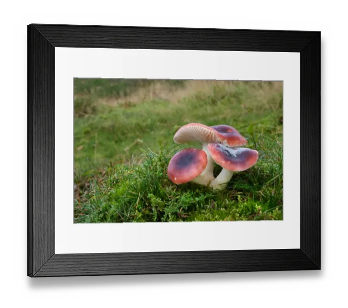 Framed Print : Rosy Russula (Russula lepida) fruiting bodies, growing amongst grass in woodland, Leicestershire, England, October Framed Print : Rosy Russula (Russula lepida) fruiting bodies, growing amongst grass in woodland, Leicestershire, England, October