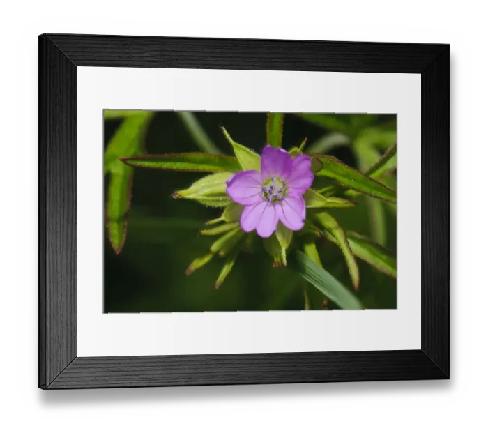 Framed Print : Cut-leaved Cranesbill (Geranium dissectum) close-up of flower, Elmley Marshes N. N. R Framed Print : Cut-leaved Cranesbill (Geranium dissectum) close-up of flower, Elmley Marshes N. N. R
