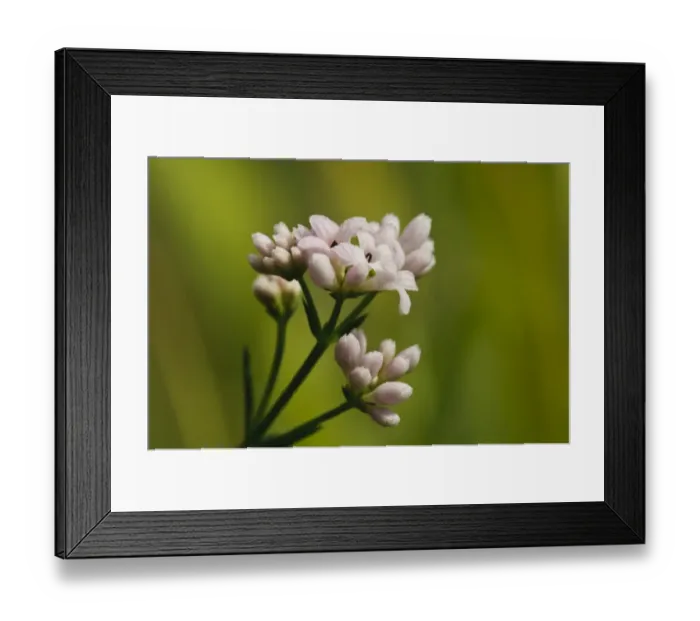 Framed Print : Squinancywort (Asperula cynanchica) close-up of flowers, Ivinghoe Beacon, Chiltern Hills, Buckinghamshire, England Framed Print : Squinancywort (Asperula cynanchica) close-up of flowers, Ivinghoe Beacon, Chiltern Hills, Buckinghamshire, England