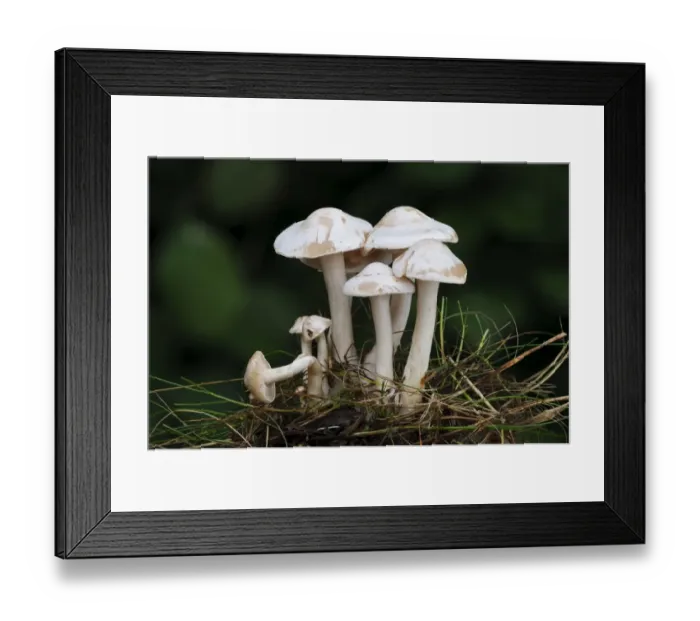 Framed Print : White Domecap (Lyophyllum connatum) fruiting bodies, troop growing in tuft of grass, Clumber Park, Nottinghamshire Framed Print : White Domecap (Lyophyllum connatum) fruiting bodies, troop growing in tuft of grass, Clumber Park, Nottinghamshire