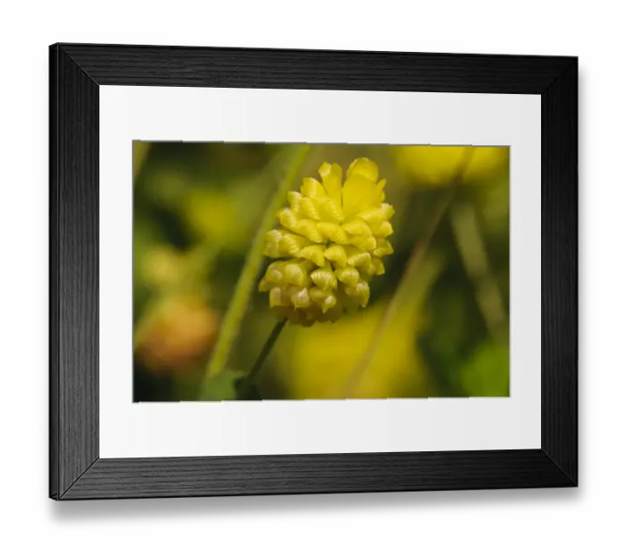 Framed Print : Hop Trefoil (Trifolium campestre) close-up of flowerhead, College Lake Nature Reserve, Hertfordshire, England, June
