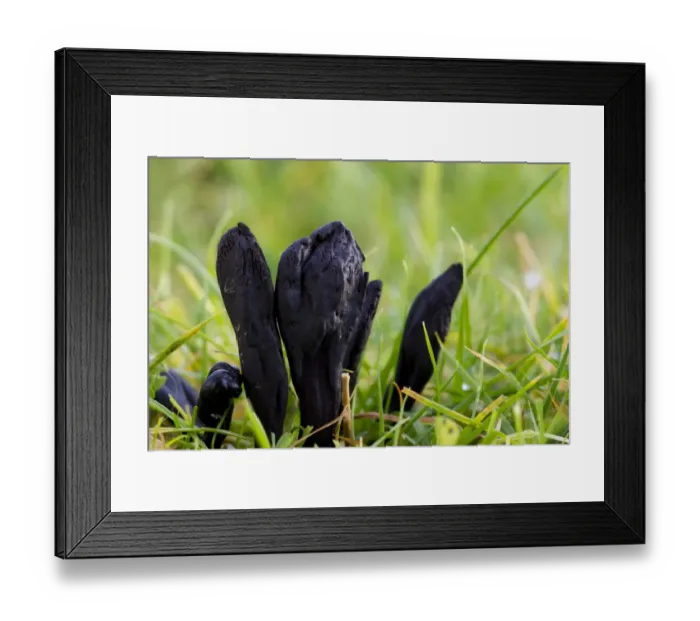 Framed Print : Black Earth-tongue (Trichoglossum hirsutum) fruiting bodies, growing in grassland, Powys, Wales, November