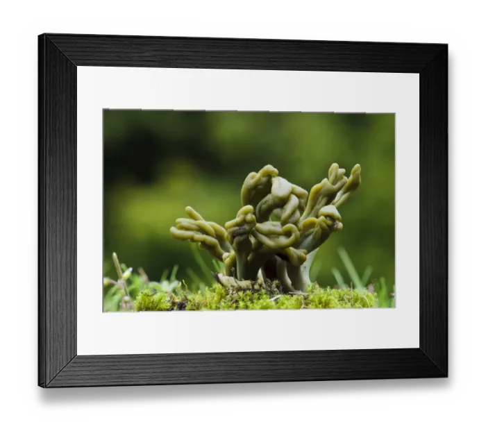 Framed Print : Green Earthtongue (Microglossum viride) fruiting bodies, growing from mossy ground, Clumber Park, Nottinghamshire Framed Print : Green Earthtongue (Microglossum viride) fruiting bodies, growing from mossy ground, Clumber Park, Nottinghamshire
