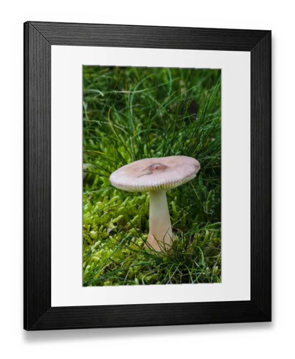 Framed Print : Slender Brittlegill (Russula gracillima) fruiting body, growing in damp mossy ground, Clumber Park, Nottinghamshire Framed Print : Slender Brittlegill (Russula gracillima) fruiting body, growing in damp mossy ground, Clumber Park, Nottinghamshire