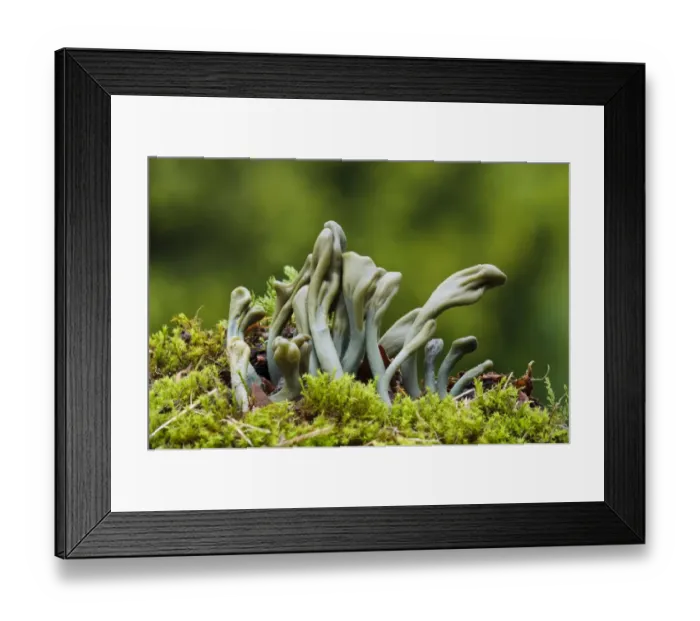 Framed Print : Green Earthtongue (Microglossum viride) fruiting bodies, growing from mossy ground, Clumber Park, Nottinghamshire