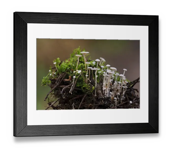 Framed Print : Piggyback Shanklet (Collybia cirrhata) fruiting bodies, group growing amongst moss covered fallen pine needles Framed Print : Piggyback Shanklet (Collybia cirrhata) fruiting bodies, group growing amongst moss covered fallen pine needles