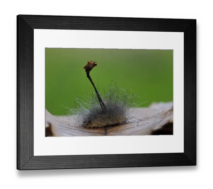 Framed Print : Bonnet Mould (Spinellus fusiger) hair-like sporangiophore threads, growing from gills of parasitised fungus Framed Print : Bonnet Mould (Spinellus fusiger) hair-like sporangiophore threads, growing from gills of parasitised fungus