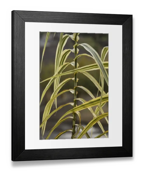 Framed Print : Giant Reed (Arundo donax) Variegata, close-up of variegated leaves, Dordogne, France, November