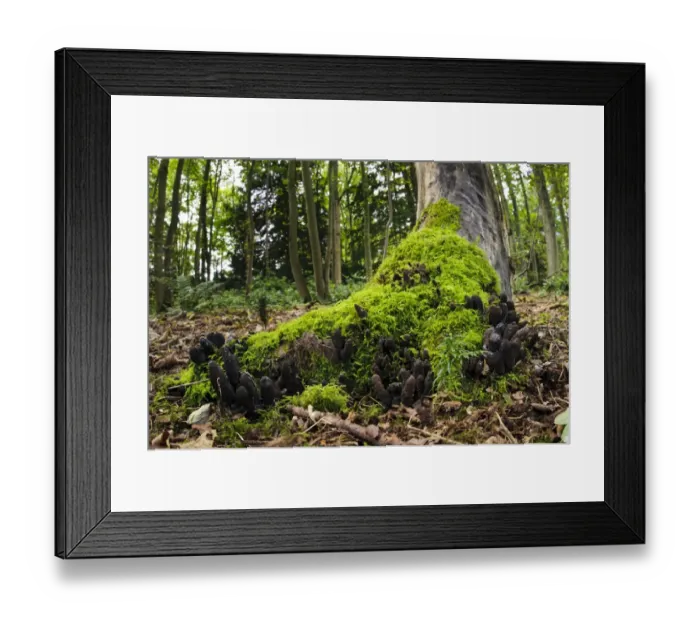 Framed Print : Dead Molls Fingers (Xylaria longipes) fruiting bodies, extensive troop growing around roots of tree, Clumber Park Framed Print : Dead Molls Fingers (Xylaria longipes) fruiting bodies, extensive troop growing around roots of tree, Clumber Park