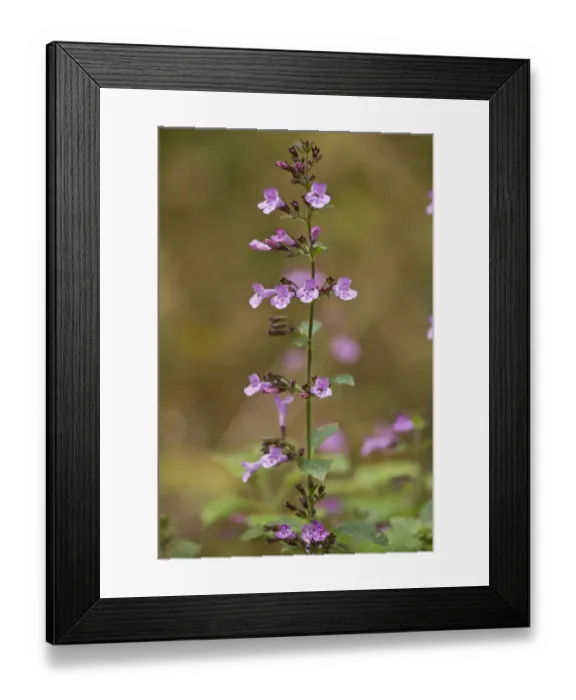 Framed Print : Wood Calamint (Clinopodium menthifolium) flowering, Dordogne, France, November Framed Print : Wood Calamint (Clinopodium menthifolium) flowering, Dordogne, France, November