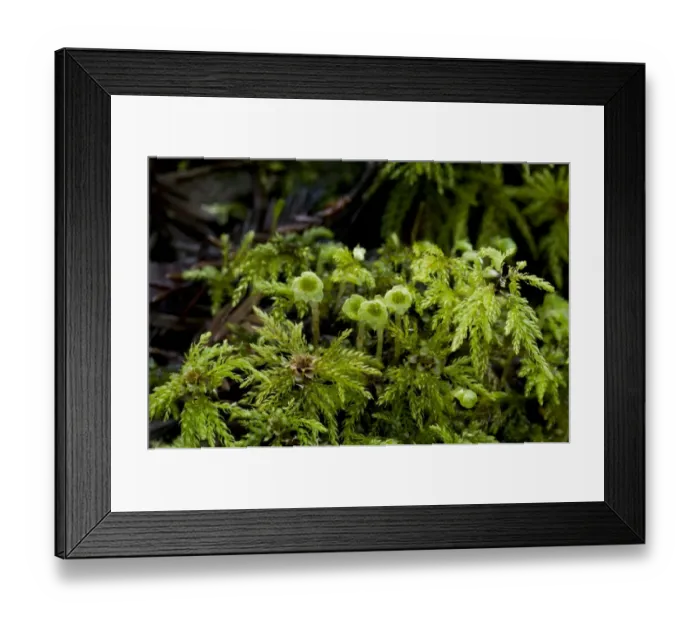 Framed Print : Umbrella Moss (Leucolepis acanthoneuron) female gametophytes, growing in Coast Redwood (Sequoia sempervirens) forest Framed Print : Umbrella Moss (Leucolepis acanthoneuron) female gametophytes, growing in Coast Redwood (Sequoia sempervirens) forest